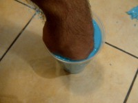 /album/fotogaleria-sp-icon-alginate-fast-a-slow/komarno-20130717-04879-jpg/